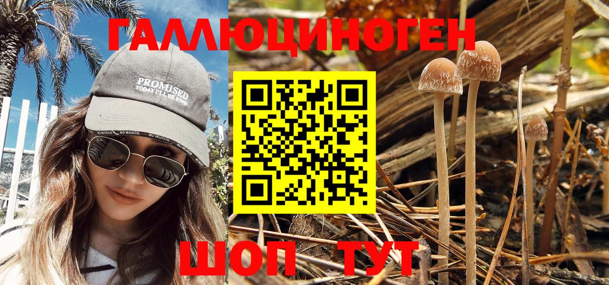 Псилоцибиновые грибы Psilocybe  Белорецк 